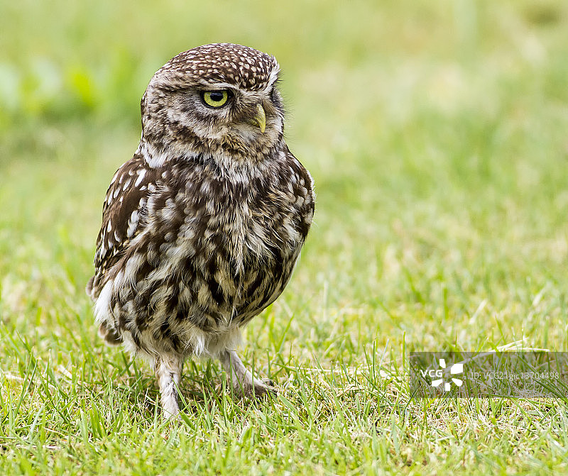 小猫头鹰图片素材