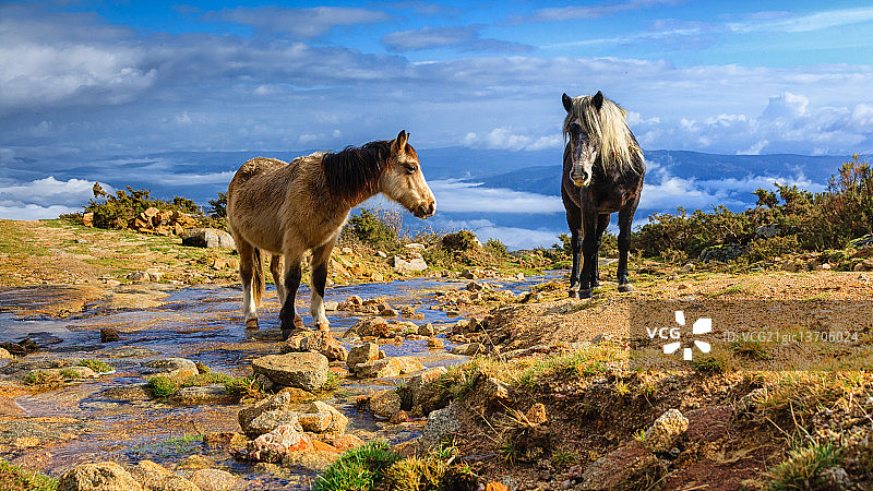 西班牙梅隆图片素材