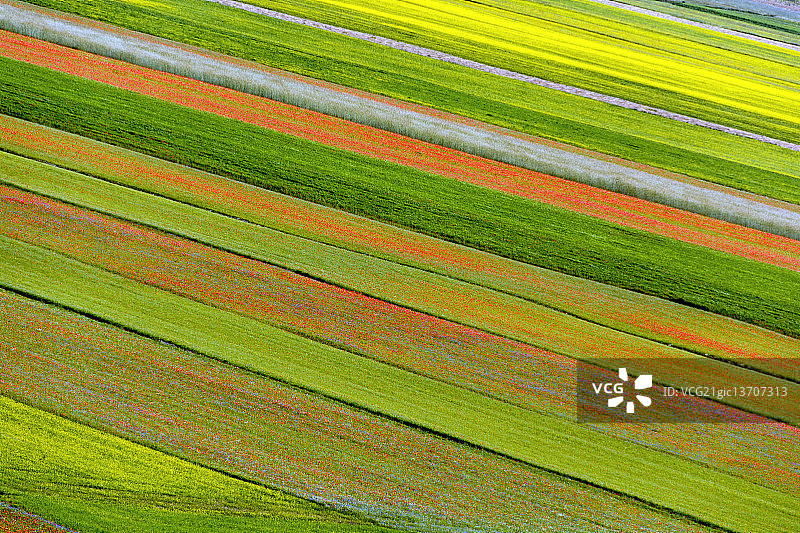 卡斯特卢乔鲜花盛开（2014年）图片素材