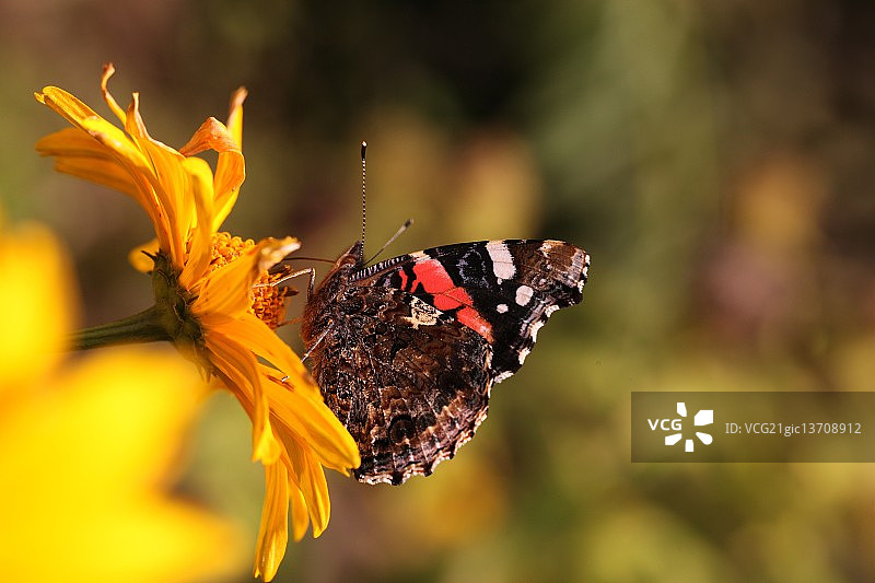 红 admiralty 蝴蝶 Vanessa atalanta图片素材