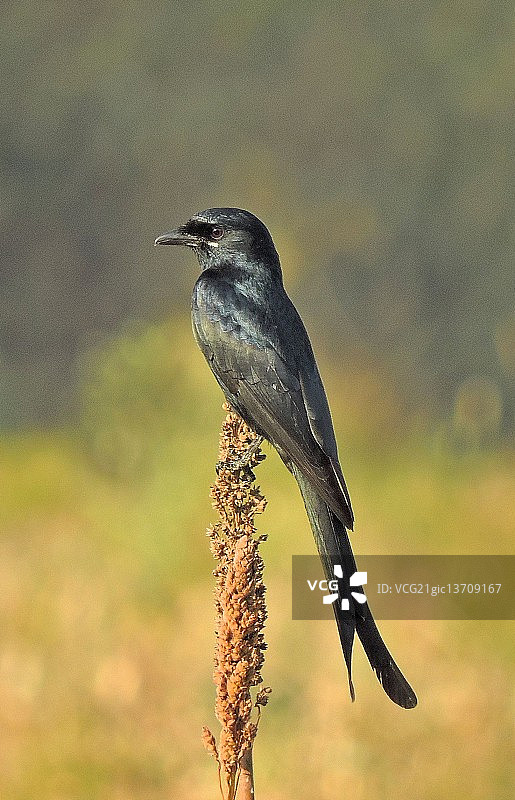 黑卷尾图片素材
