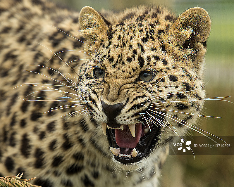 黑龙江豹图片素材