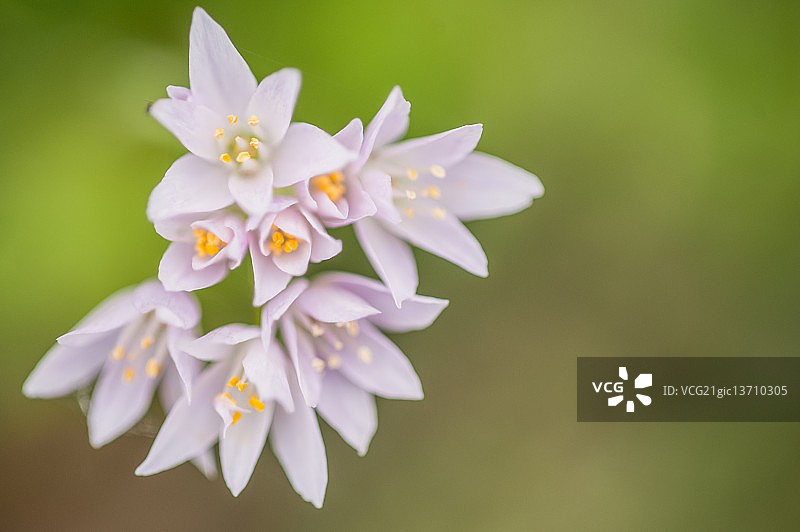 野生大蒜花图片素材