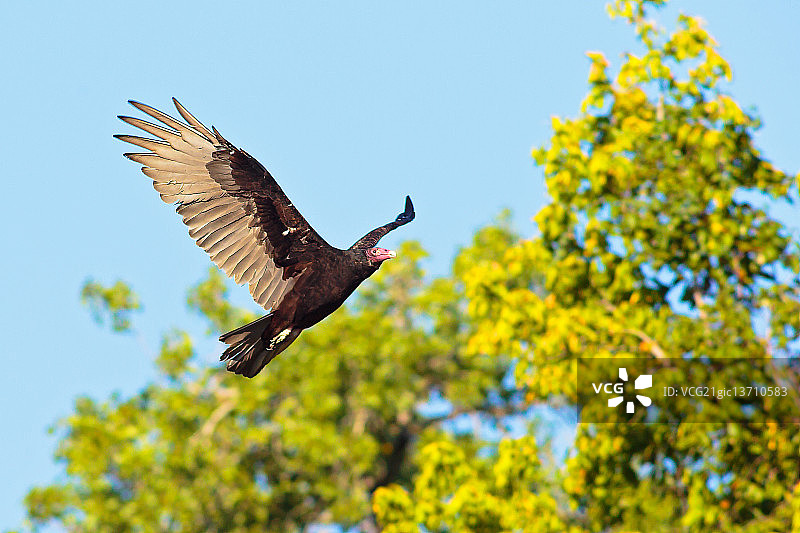 土耳其秃鹰图片素材