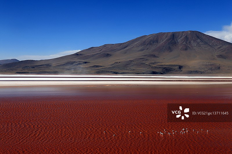 科罗拉达泻湖的火烈鸟图片素材