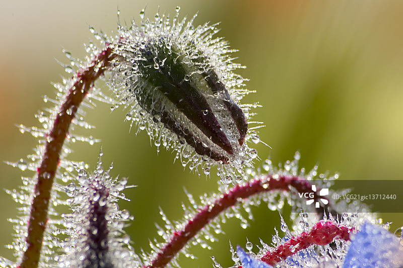 琉璃苣图片素材