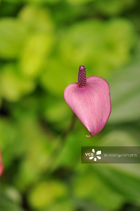 火鹤花图片素材