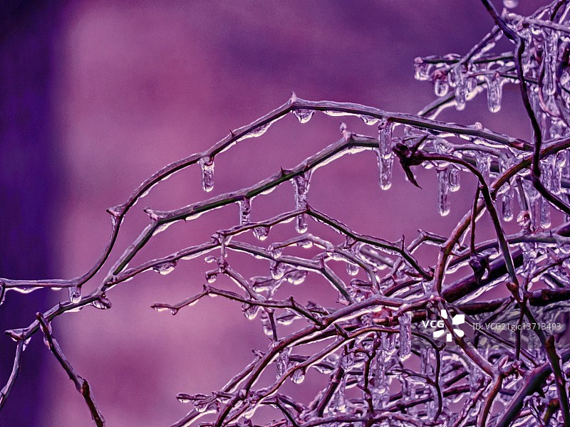 一月份的玫瑰丛图片素材