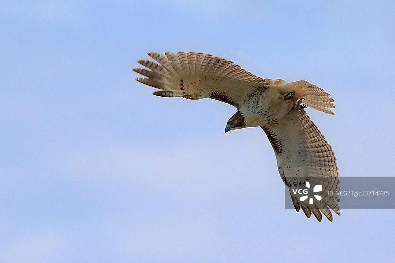 红尾鹰图片素材