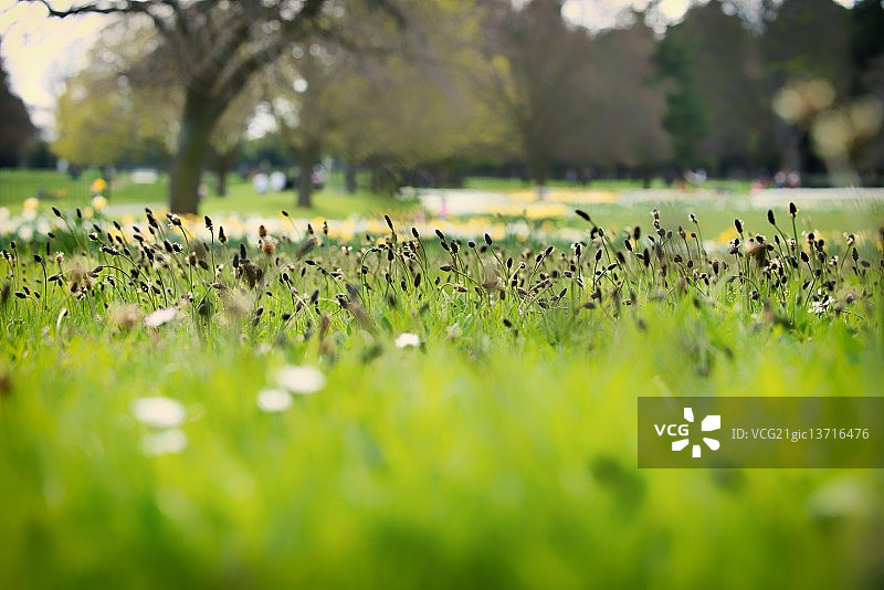 春天的野草图片素材