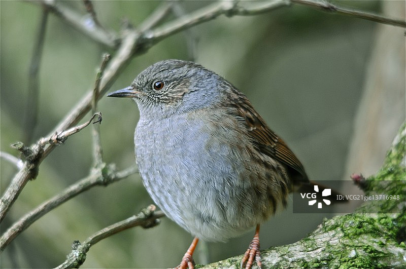 吃得很饱的欧歌鸫图片素材