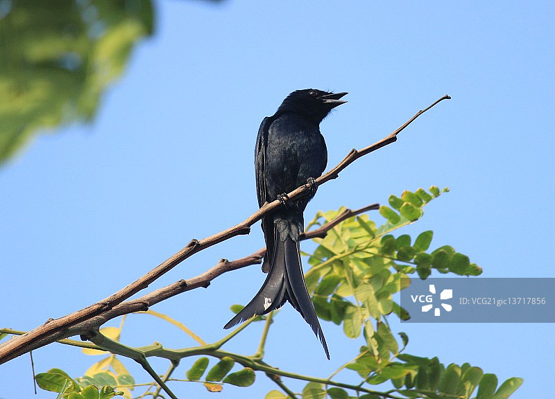 沐浴在阳光下的黑卷尾鸟图片素材