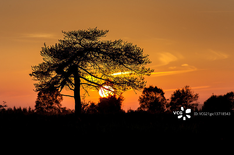 沥青松图片素材