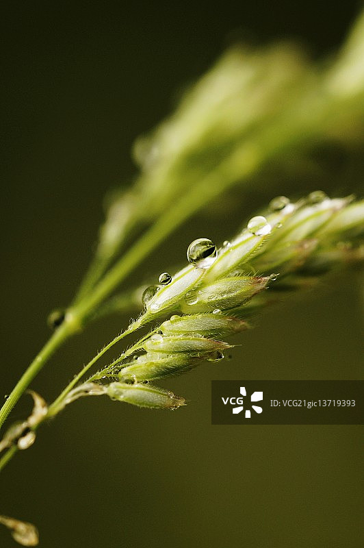 甜茅草图片素材