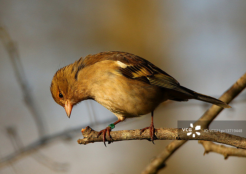 苍头燕雀雌鸟肖像图片素材