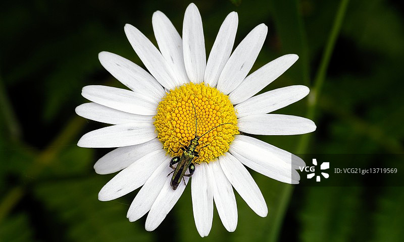 雏菊和绿色昆虫图片素材