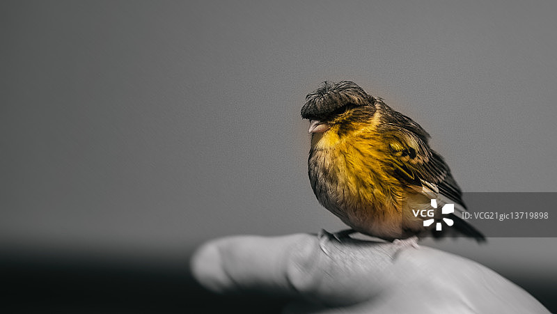 小金丝雀图片素材