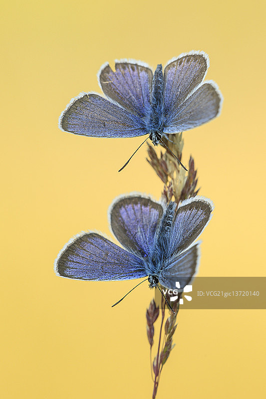 银斑蓝灰蝶图片素材