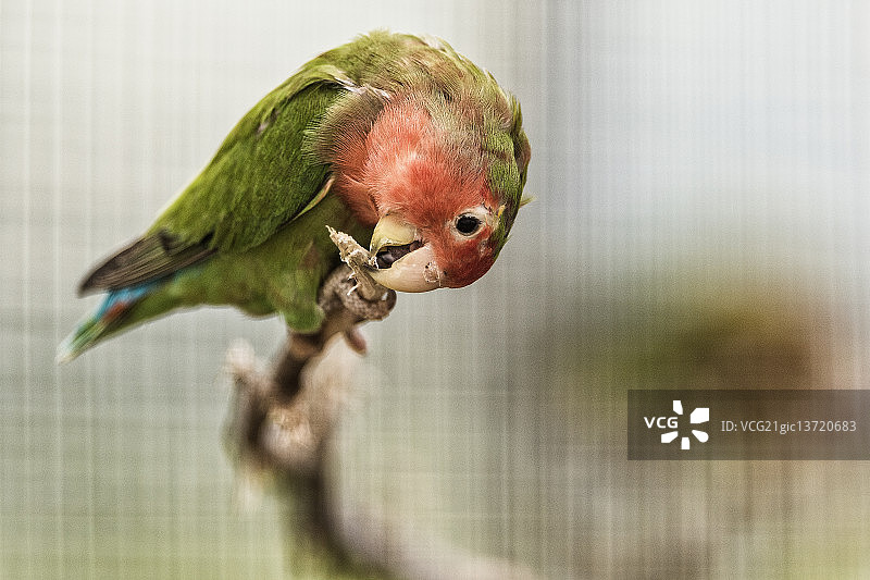 啃食的鸟图片素材