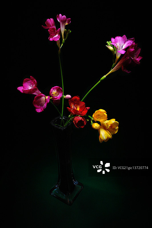 小苍兰图片素材