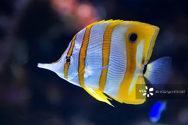 丝蝴蝶鱼图片素材