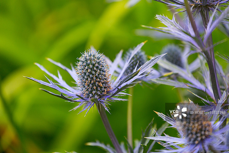 高山刺芹图片素材