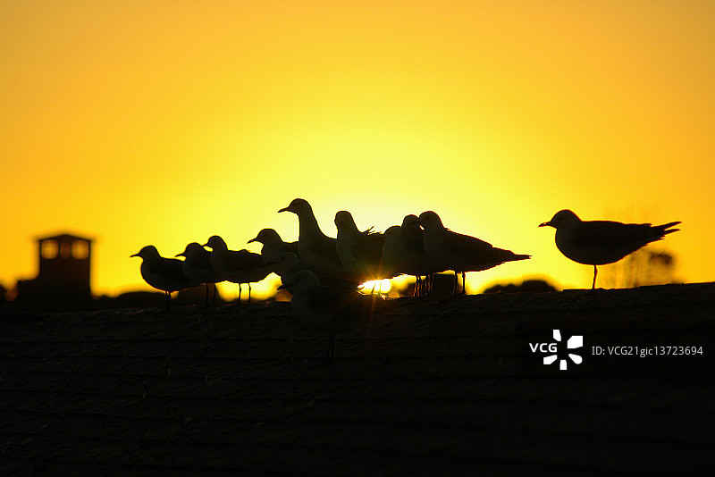 罗本岛的鸟类图片素材