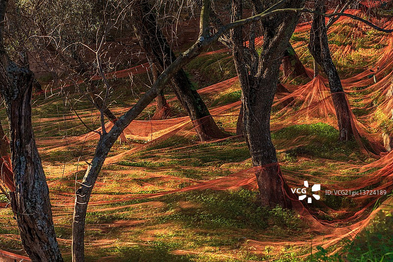 橄榄树林图片素材