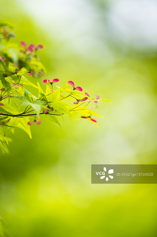 枫叶的螺旋桨图片素材