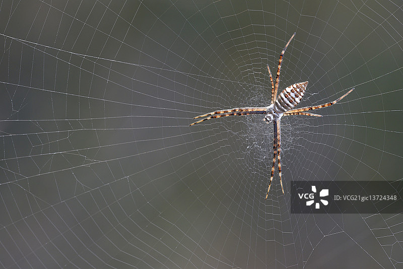 人面蜘蛛图片素材