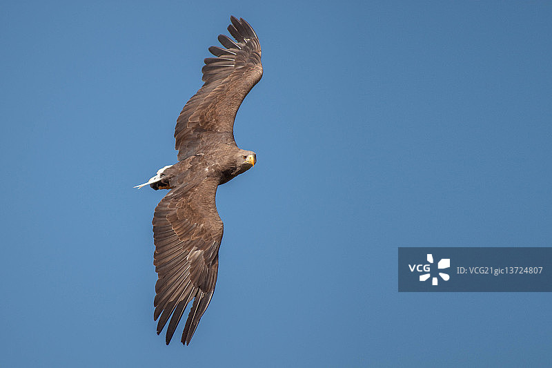 翼展惊人的海雕图片素材