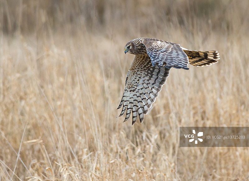 北美鹞图片素材