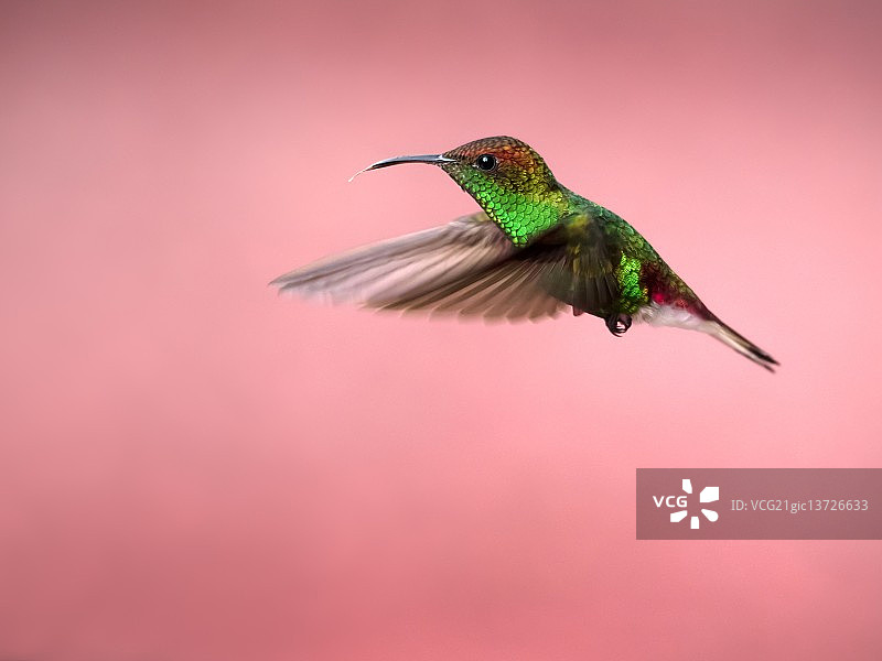 飞翔的粉色图片素材