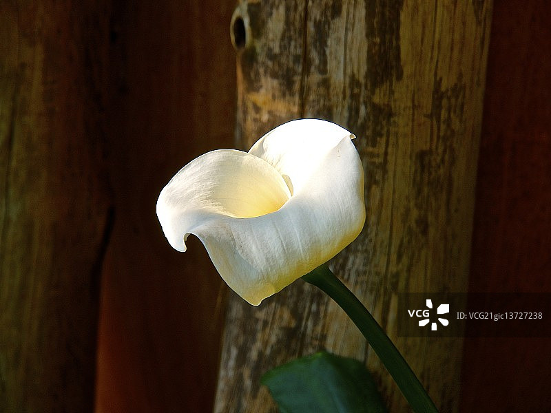 白色的花图片素材