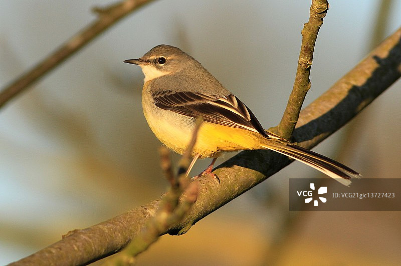 灰鹡鸰图片素材