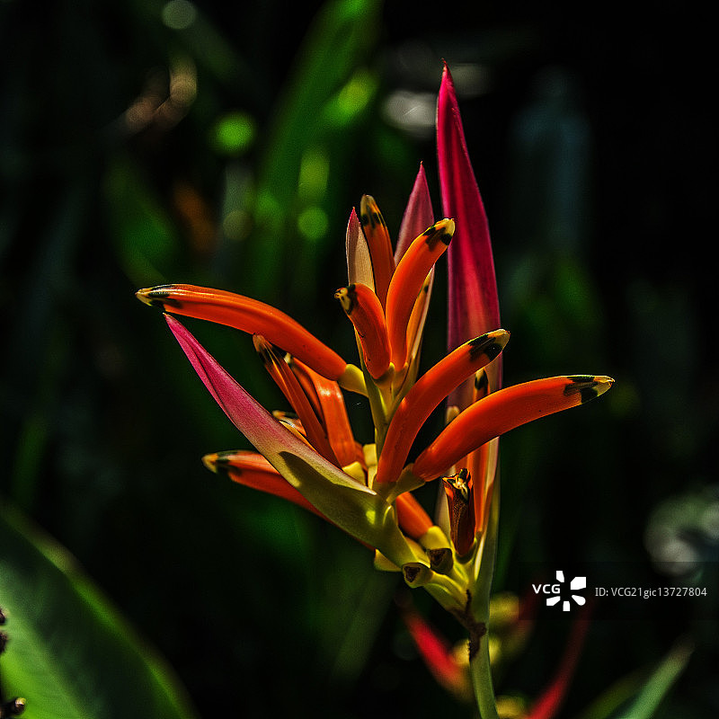 海里康属植物图片素材