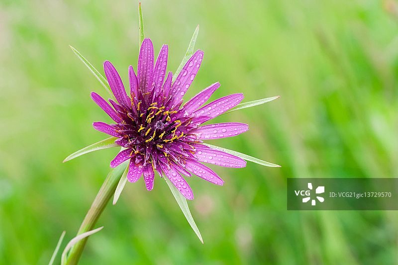 婆罗门参图片素材