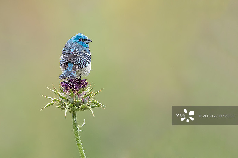 彩旗鹀图片素材