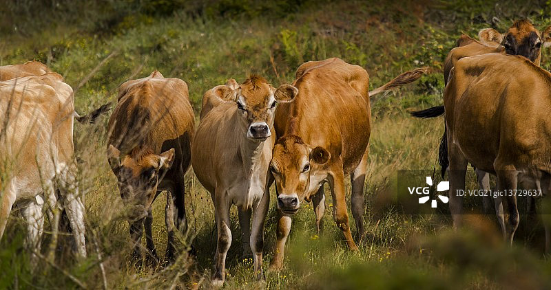 Hingelbjerg的小母牛图片素材