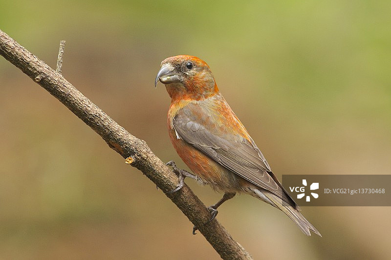 红交嘴雀雄鸟图片素材