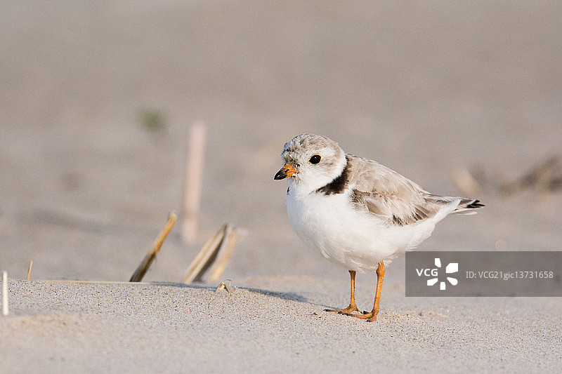 可爱元素图片素材