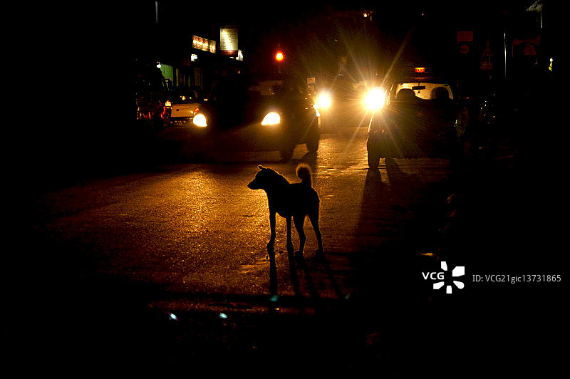 夜晚和街头流浪狗图片素材