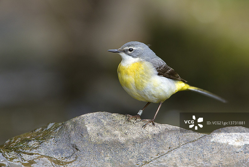 灰色的鹡鸰图片素材
