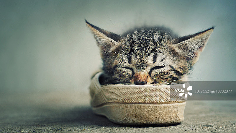 你是小精灵吗？图片素材