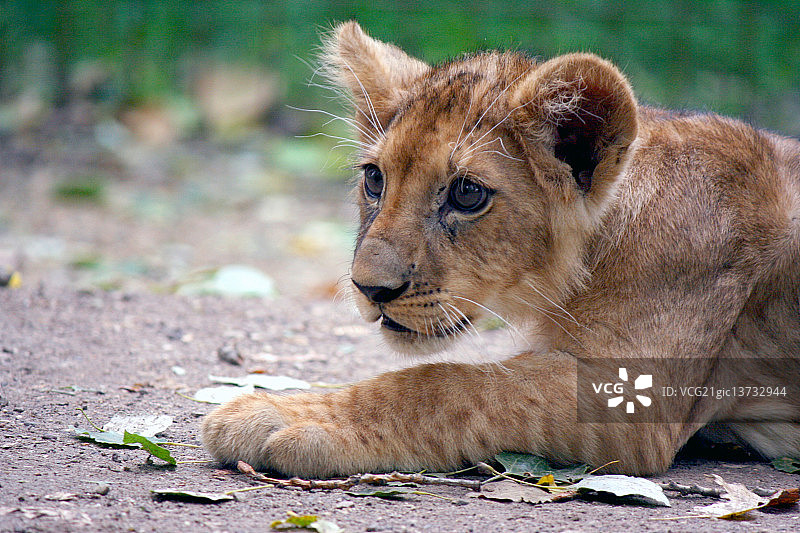 3个月大的小狮子图片素材