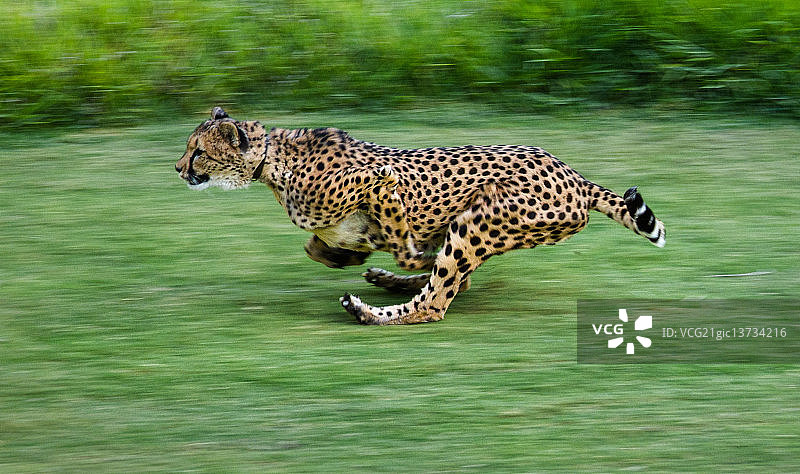 圣地亚哥野生动物园的猎豹图片素材