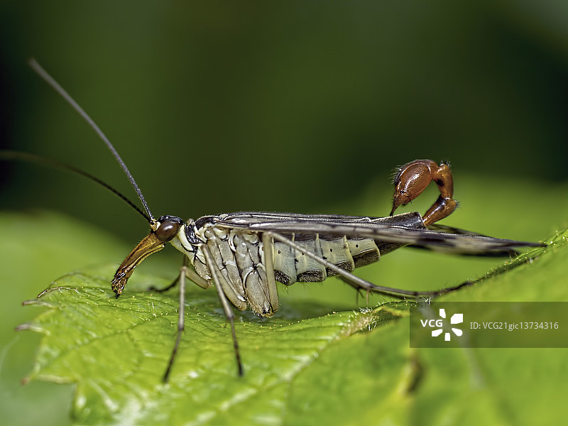 蝎蛉图片素材