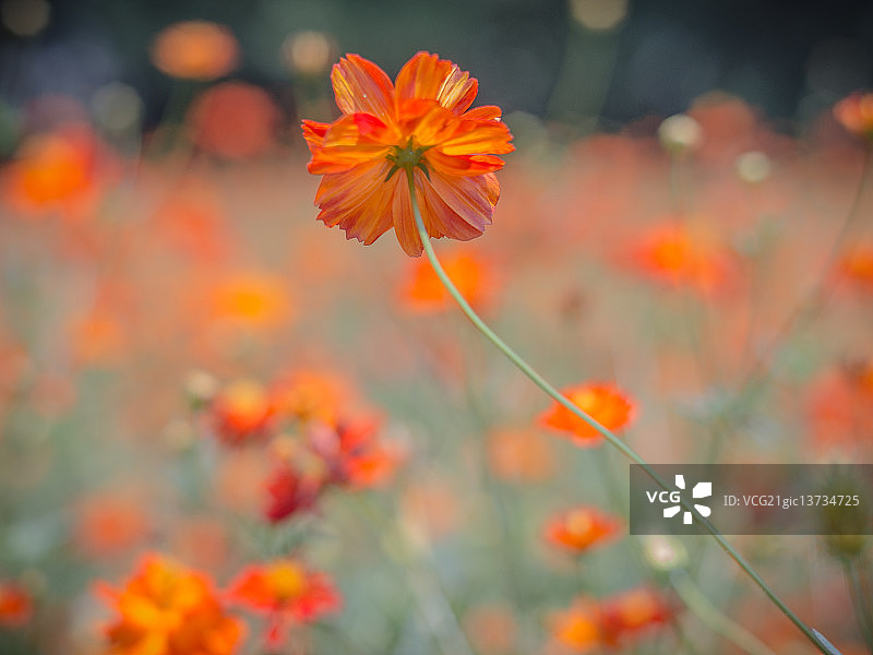 橙色大波斯菊图片素材