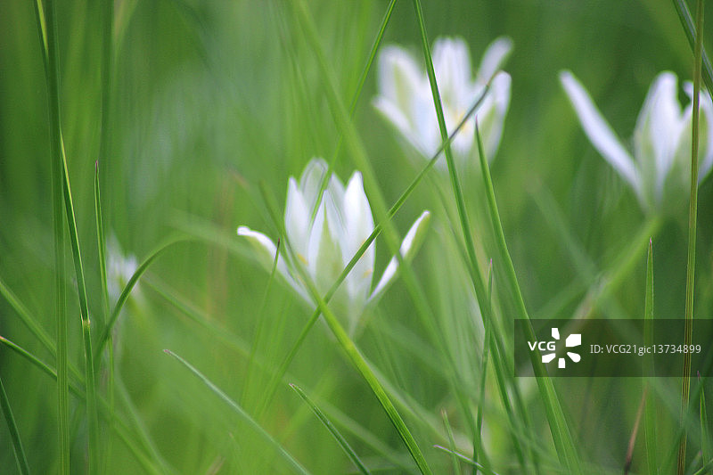 伯利恒之星图片素材