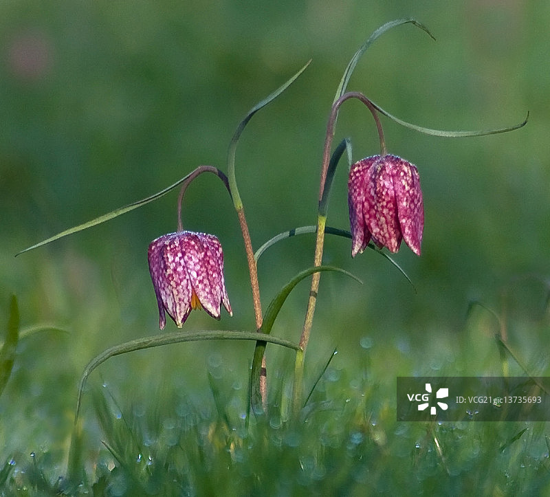 蛇头贝母图片素材